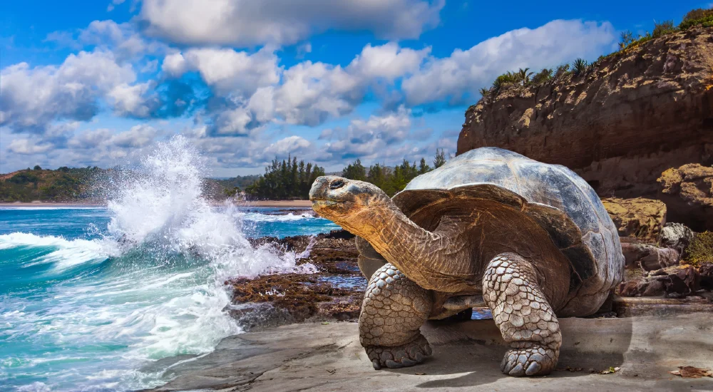 The giant tortoise is probably the best known inhabitant of the Galapagos Islands.